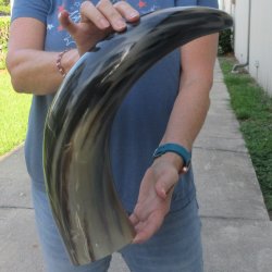 24 Inch XL Polished...