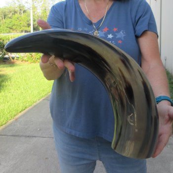 24 Inch XL Polished Thick Buffalo Horn 