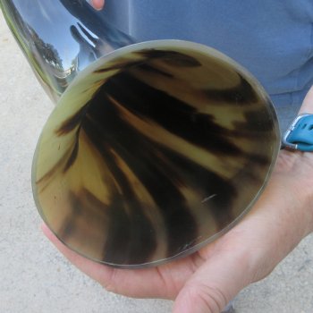 24 Inch XL Polished Thick Buffalo Horn 
