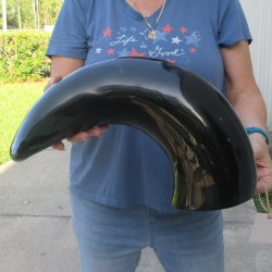 27 Inch XL Polished...