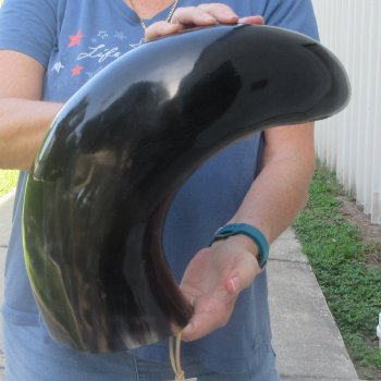 27 Inch XL Polished Thick Buffalo Horn 