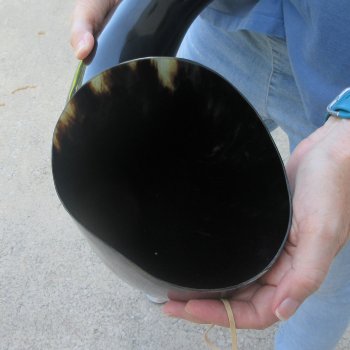 27 Inch XL Polished Thick Buffalo Horn 