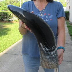 27 Inch XL Polished...
