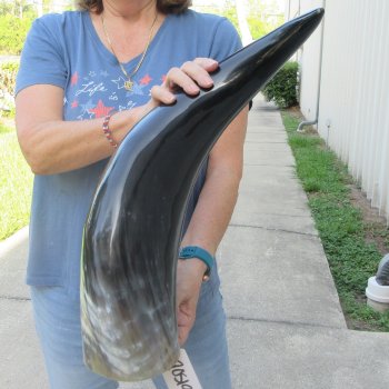 27 Inch XL Polished Thick Buffalo Horn 