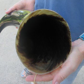 27 Inch XL Polished Thick Buffalo Horn 