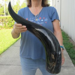 30 Inch XL Polished...