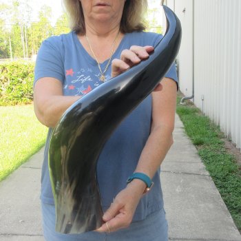 30 Inch XL Polished Thick Buffalo Horn 