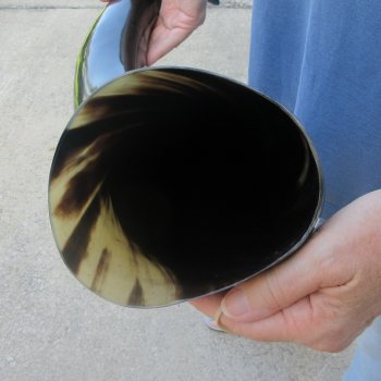 30 Inch XL Polished Thick Buffalo Horn 