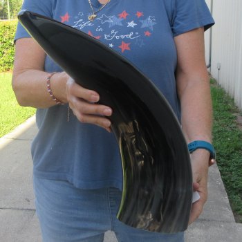 24 Inch XL Polished Thick Buffalo Horn 