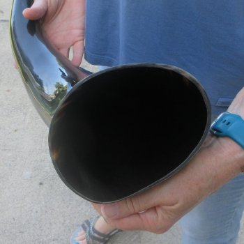 24 Inch XL Polished Thick Buffalo Horn 