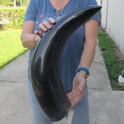 27 Inch XL Polished...