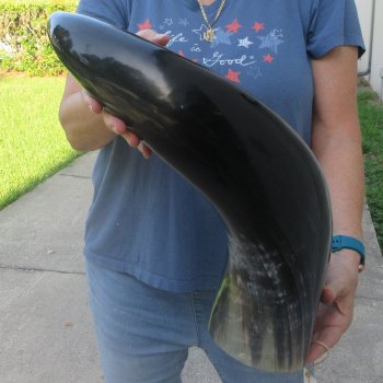 27 Inch XL Polished Thick Buffalo Horn 