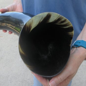 27 Inch XL Polished Thick Buffalo Horn 