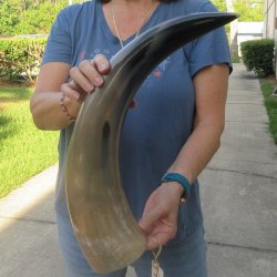 24 Inch XL Polished...