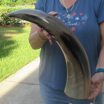 24 Inch XL Polished Thick Buffalo Horn 
