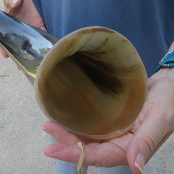 24 Inch XL Polished Thick Buffalo Horn 