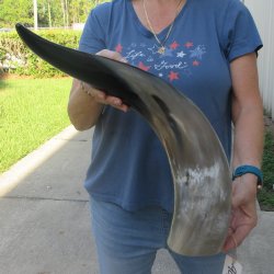 27 Inch XL Polished...