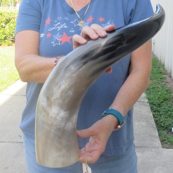 27 Inch XL Polished Thick Buffalo Horn 