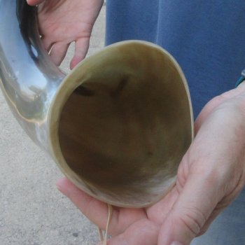 27 Inch XL Polished Thick Buffalo Horn 