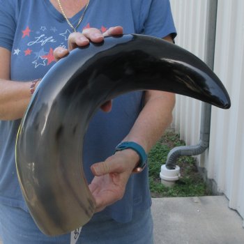 23 Inch XL Polished Thick Buffalo Horn 