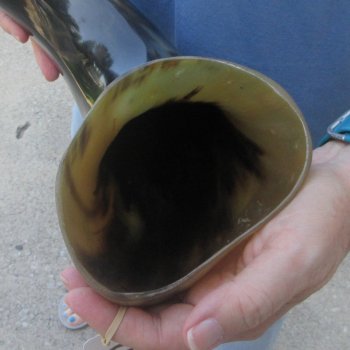 23 Inch XL Polished Thick Buffalo Horn 