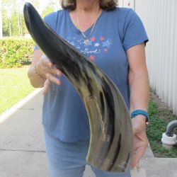 24 Inch XL Polished...