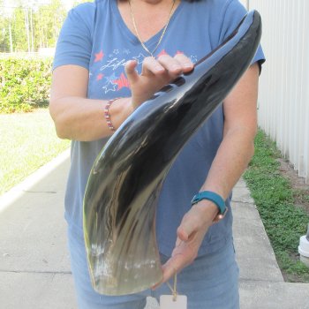 24 Inch XL Polished Thick Buffalo Horn 