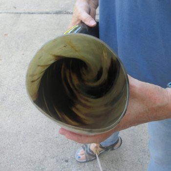 24 Inch XL Polished Thick Buffalo Horn 