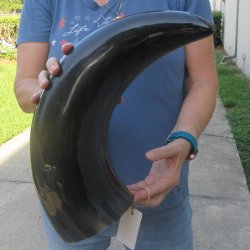 22 Inch XL Polished...