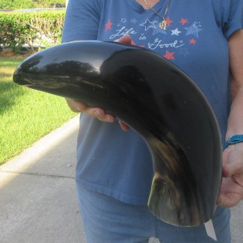 22 Inch XL Polished Thick Buffalo Horn 