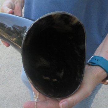 22 Inch XL Polished Thick Buffalo Horn 