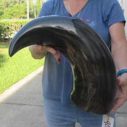 25 Inch XL Polished...