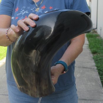 25 Inch XL Polished Thick Buffalo Horn 