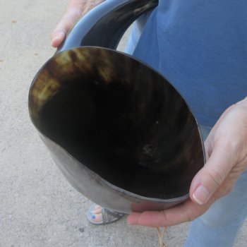 25 Inch XL Polished Thick Buffalo Horn 