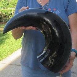 27 Inch XL Polished...