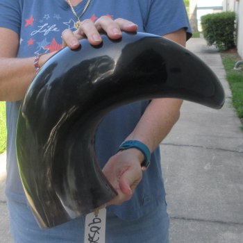 27 Inch XL Polished Thick Buffalo Horn 