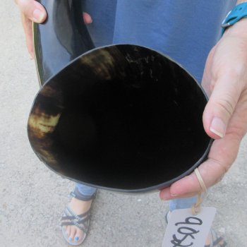 27 Inch XL Polished Thick Buffalo Horn 