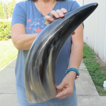 22 Inch XL Polished Thick Buffalo Horn 