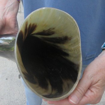 22 Inch XL Polished Thick Buffalo Horn 