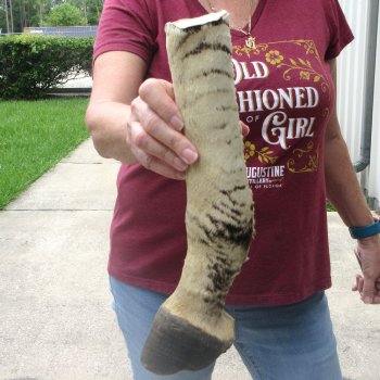 13-1/2" Zebra Foot Mount 