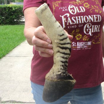 10" Zebra Foot Mount 
