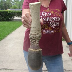 11" Zebra Foot Mount 