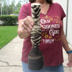 11-1/4" Zebra ...