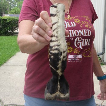 11-1/4" Zebra Foot Mount 