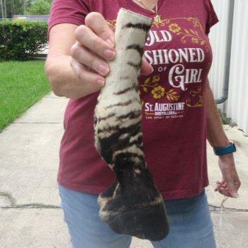 11-1/4" Zebra Foot Mount 