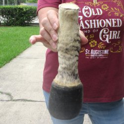 8-1/2" Zebra Foot Mount 