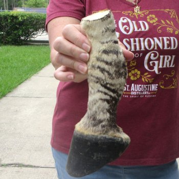 8-1/2" Zebra Foot Mount 