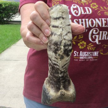 8-1/2" Zebra Foot Mount 