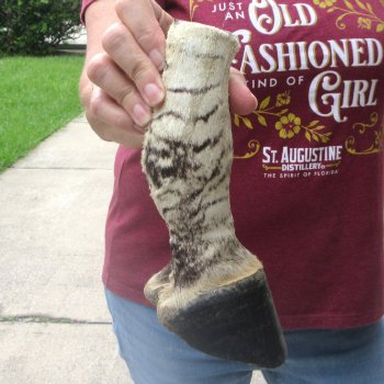 8-1/2" Zebra Foot Mount 