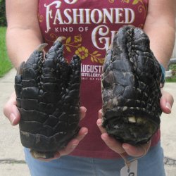 Two piece 6-7 inch Preserved Alligator Foot 